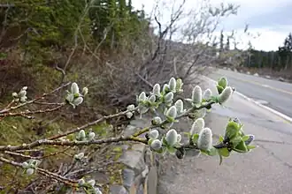Цветущая ива Salix commutata в национальном парке Маунт-Рейнир (штат Вашингтон)