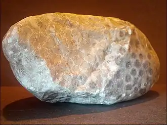 Необработанный камень Петоски примерно 5,5 ″ (14 см) в длину.