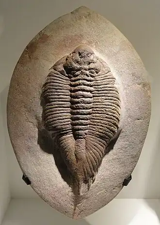 Uralichas hispanicus