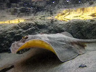 Urobatis concentricus