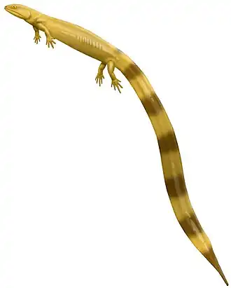 Урокордилус