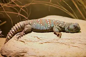 Шипохвост Uromastyx ocellata