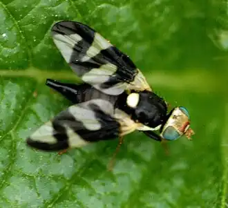Urophora cardui