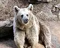 Сирийский бурый медведь в Рамат-Ганском сафари.