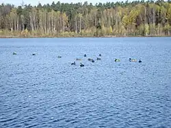 Утки на озере Бабошкино