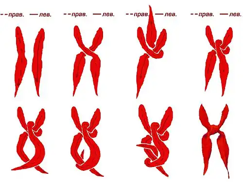 Способ завязывания пионерского галстука — пара последовательно завязанных полуузлов — «прямой» узел; использован незатягивающийся узел ради безопасности детей