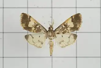 Pseudebulea fentoni, самец