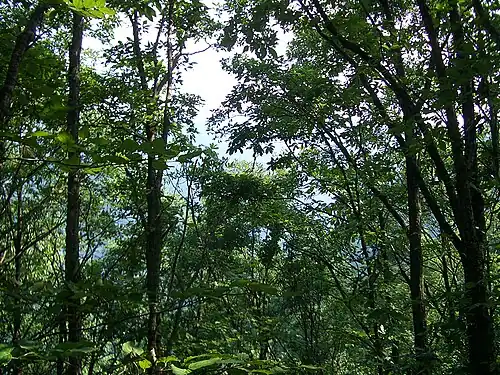 Лес в районе Шэньнунцзя