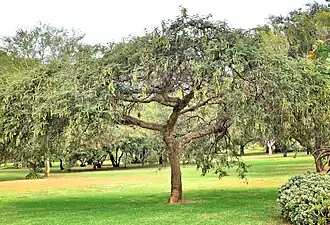 Экземпляр в городском парке Яна Селье, Претория, Южная Африка.