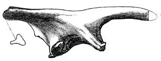 Рисунок подвздошной кости Valdosaurus sp., 1889 год