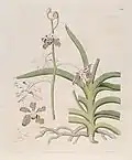 Vanda tessellata = Vanda roxburghii