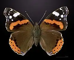 Vanessa atalantaNymphalinae
