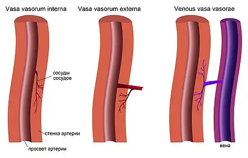 виды сосудов сосудов