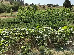 Овощное поле