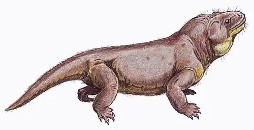 Аномодонт Venyukovia