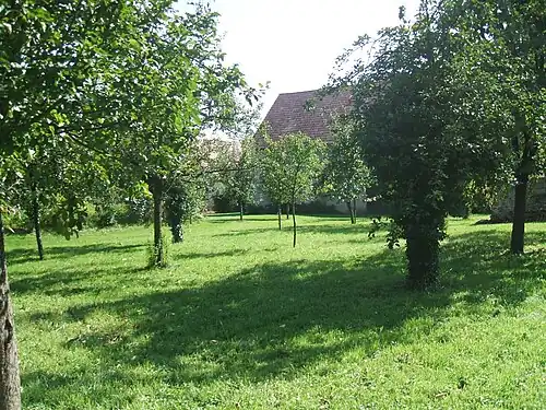 Фруктовый сад