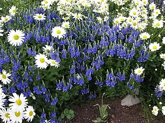 Veronica austriaca subsp. austriaca. Общий вид цветущего растения.