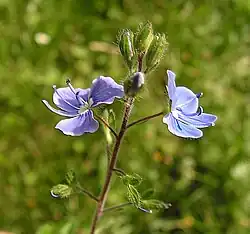 Вероника (растение)29 июня 2010