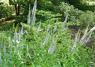 Общий вид цветущего растения.