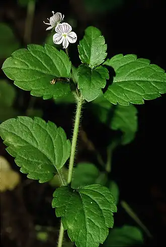 Верхняя часть цветущего растения.