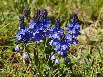 Верхняя часть растения.