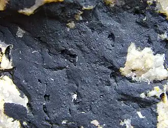 Verrucaria maura. Франция