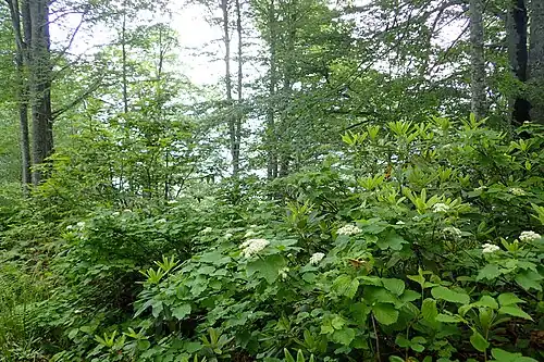 Цветёт калина восточная