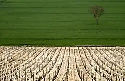 Виноградник в начале мая