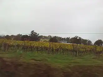 Виноградники