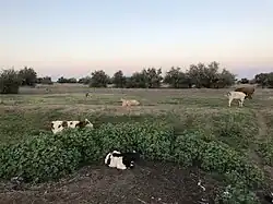 Коровы на бывших колхозных полях