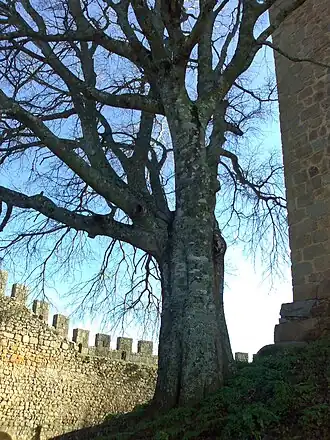 Вид на внутренний двор замка