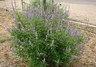 Витекс обыкновенный