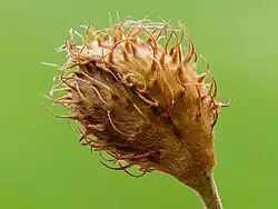 Незрелый плод бука