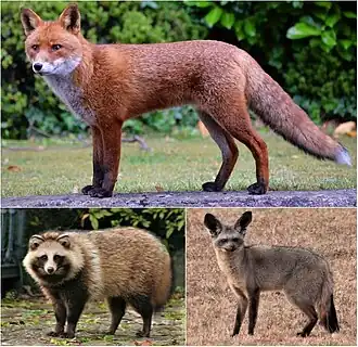 Сверху: обыкновенная лисица;Снизу: японская енотовидная собака, большеухая лисица