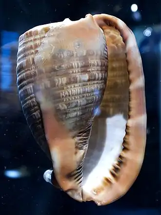 Раковина Cypraecassis rufa, вид снизу