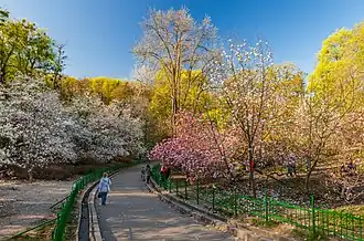 Цветение магнолий в ботаническом саду им. Фомина