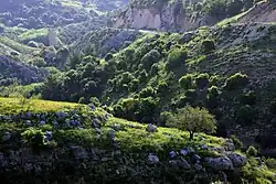 Вид на русло вади