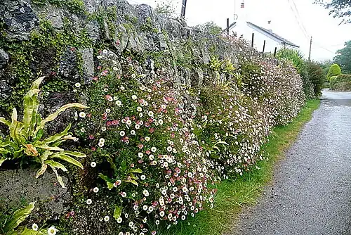 Каменная стенка в Ладжане, Великобритания