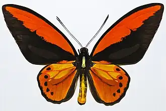 Самец  подвида Ornithoptera croesus lydius