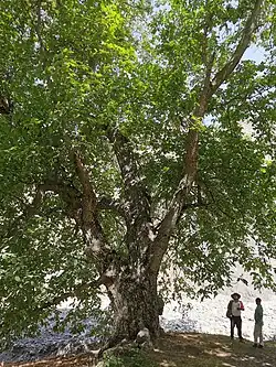 Ореховая роща