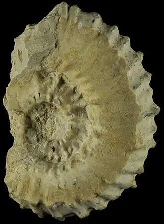 Окаменелая раковина Watinoceras coloradoense