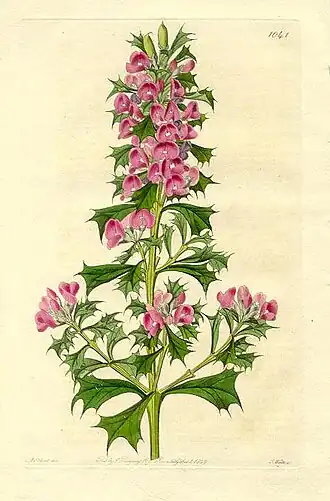 Phyllota phylicoides