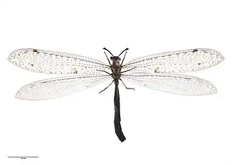 Муравьиные львы8 мая 2020