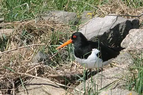 Кулик-сорока