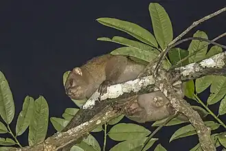 Обыкновенный потто в заповеднике Анкаса[англ.], Гана