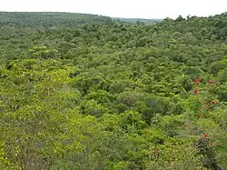 Сухой тропический лес