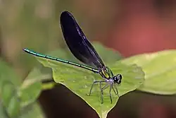 Sapho ciliata