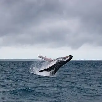 Горбатый кит в заливе Антунгила