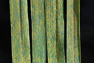 Ржавчина злаков