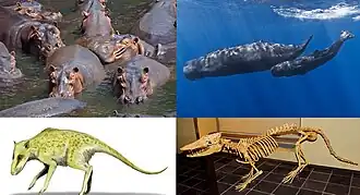1-й ряд: обыкновенные бегемоты, кашалоты;2-й ряд: индохиус Indohyus major,пакицет Pakicetus attocki.